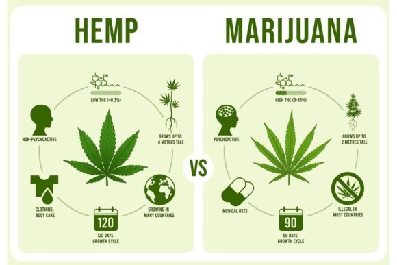 Hemp vs Marijuana Infographics: A Visual Framework for Understanding Cannabis Distinction